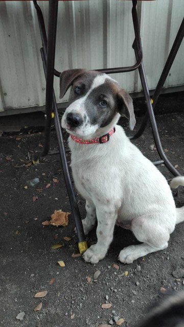 Joe - Fox Terrier Mix Dog