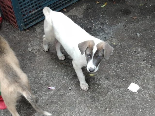 Joe - Fox Terrier Mix Dog