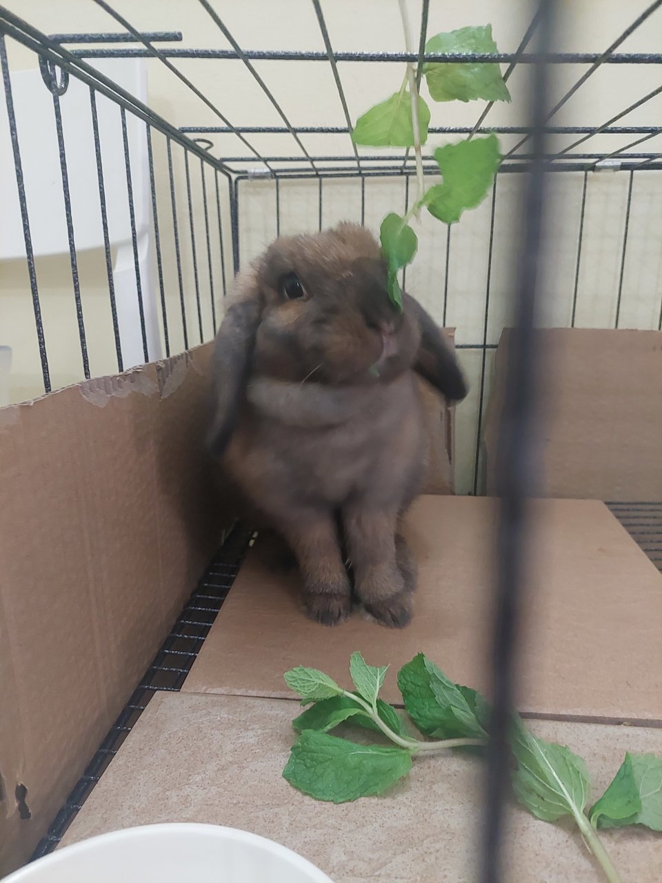 Muffin - Holland Lop Rabbit