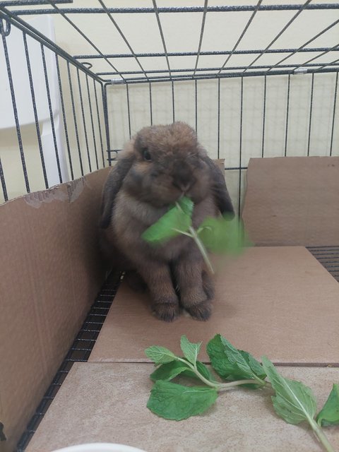 Muffin - Holland Lop Rabbit