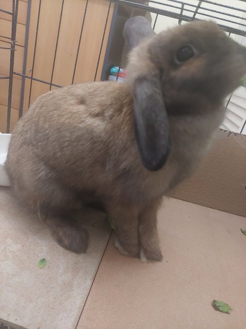 Muffin - Holland Lop Rabbit