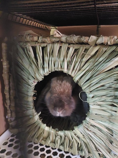 Muffin - Holland Lop Rabbit