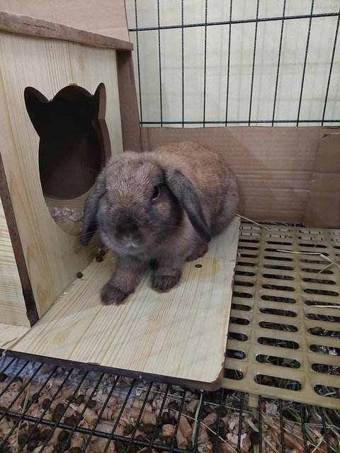 Muffin - Holland Lop Rabbit