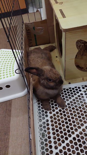 Muffin - Holland Lop Rabbit