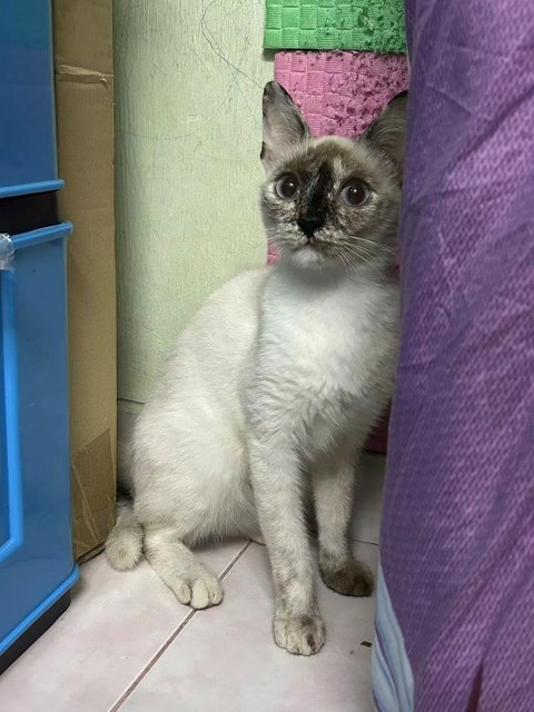 暹罗玳瑁 - Siamese + Domestic Short Hair Cat