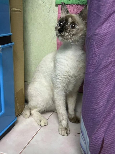 暹罗玳瑁 - Siamese + Domestic Short Hair Cat