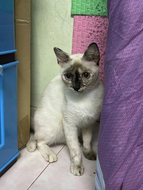 暹罗玳瑁 - Siamese + Domestic Short Hair Cat