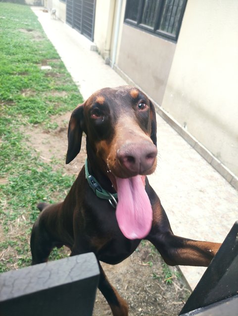 Zeus - Doberman Pinscher Dog