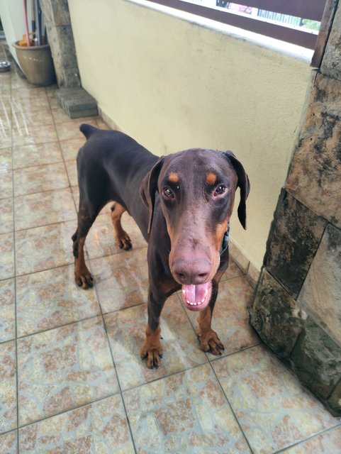 Zeus - Doberman Pinscher Dog