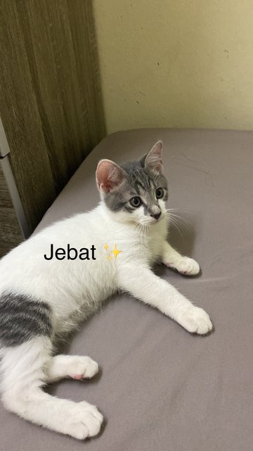 Jebat &amp; Lily - Domestic Medium Hair + American Shorthair Cat