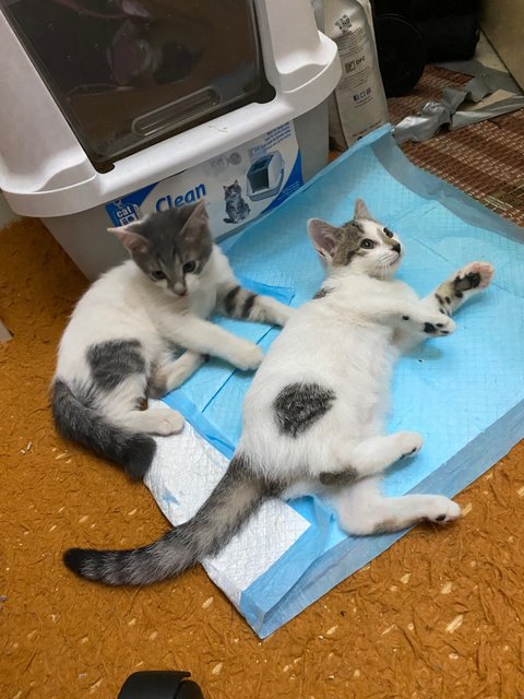 Jebat &amp; Lily - Domestic Medium Hair + American Shorthair Cat