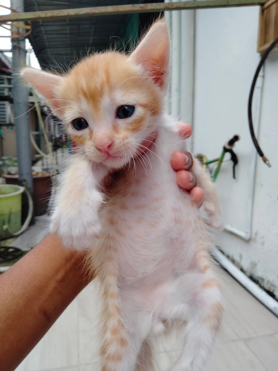 💞hazel's Babies (4 Left) - Domestic Medium Hair Cat