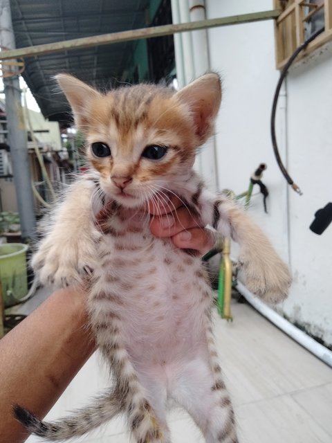 💞hazel's Babies (4 Left) - Domestic Medium Hair Cat