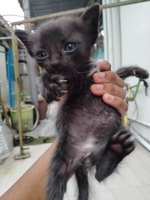 💞hazel's Babies (4 Left) - Domestic Medium Hair Cat