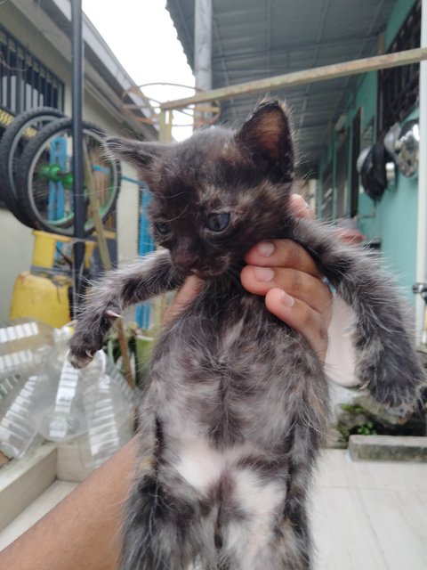 💞hazel's Babies (4 Left) - Domestic Medium Hair Cat