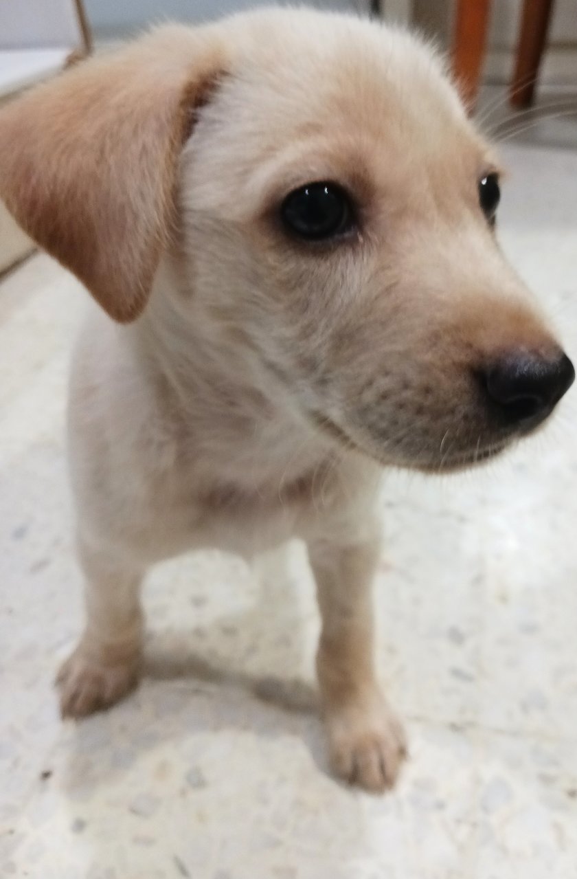 Potato  - Mixed Breed Dog