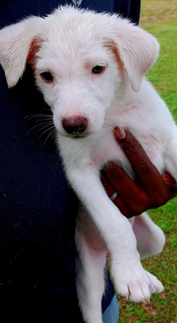 Cutey - Mixed Breed Dog