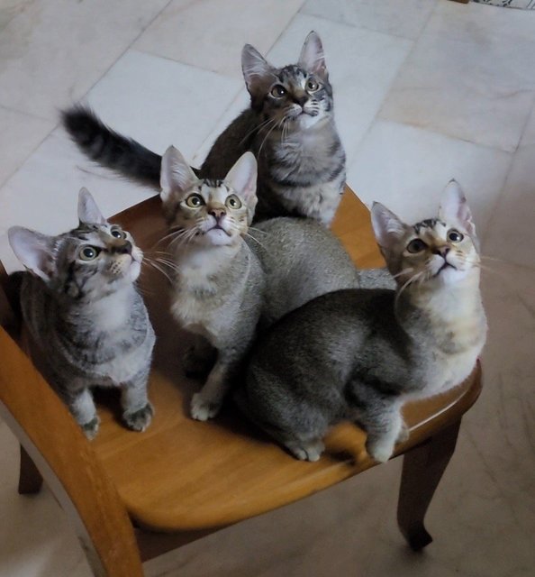 All four cats