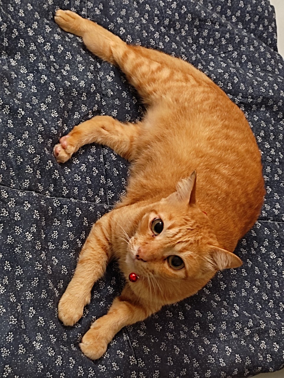 Ginger - Domestic Short Hair Cat