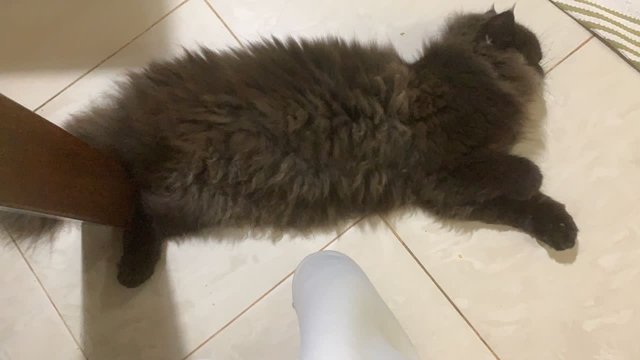 Cincau - Persian + Domestic Long Hair Cat