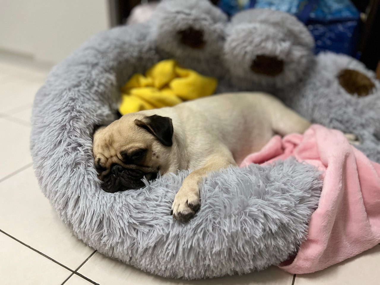 Fendi - Pug Dog