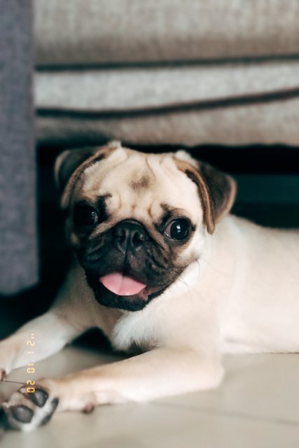 Fendi - Pug Dog