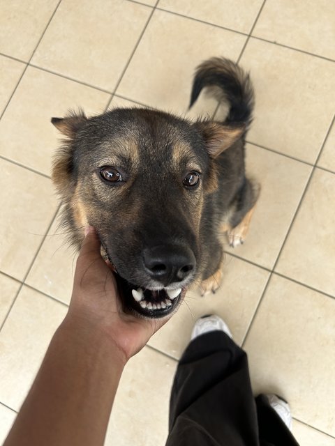 Murfy - German Shepherd Dog Mix Dog