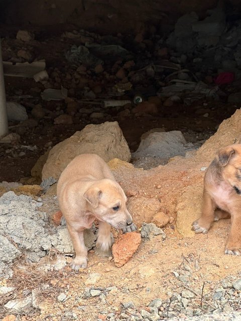 Litter Of 8 Puppies - Mixed Breed Dog