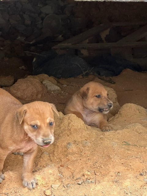 Litter Of 8 Puppies - Mixed Breed Dog