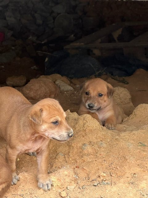 Litter Of 8 Puppies - Mixed Breed Dog