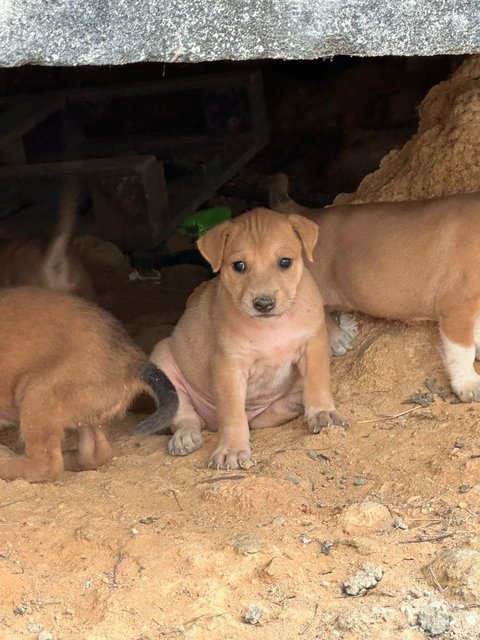 Litter Of 8 Puppies - Mixed Breed Dog