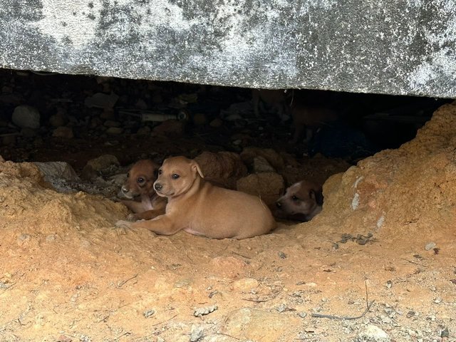 Litter Of 8 Puppies - Mixed Breed Dog