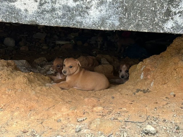 Litter Of 8 Puppies - Mixed Breed Dog