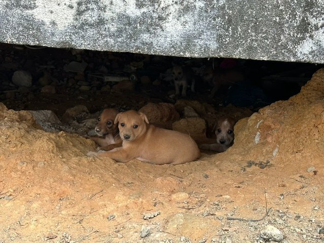 Litter Of 8 Puppies - Mixed Breed Dog