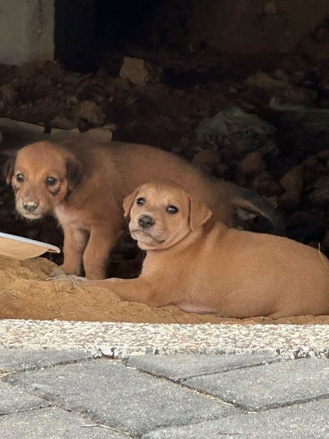 Litter Of 8 Puppies - Mixed Breed Dog