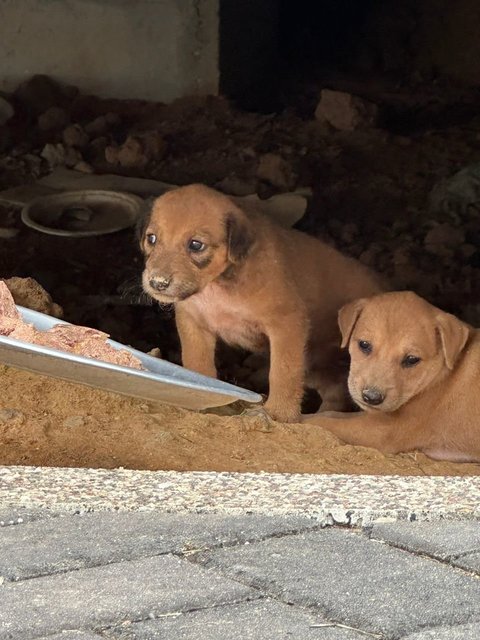 Litter Of 8 Puppies - Mixed Breed Dog