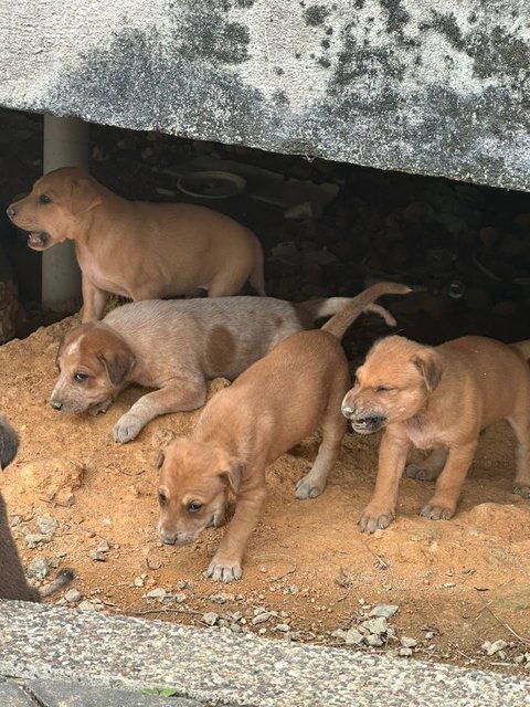 Litter Of 8 Puppies - Mixed Breed Dog