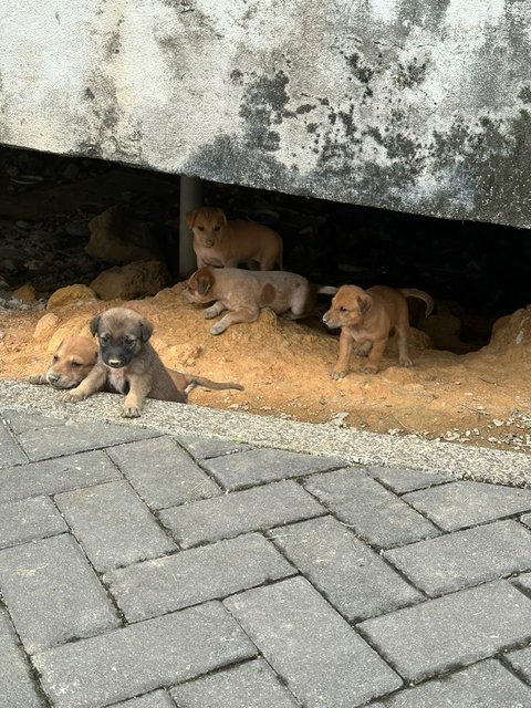 Litter Of 8 Puppies - Mixed Breed Dog