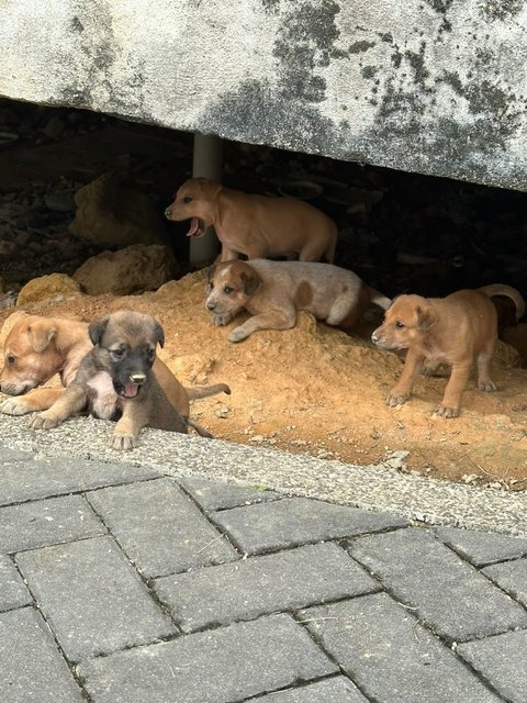 Litter Of 8 Puppies - Mixed Breed Dog