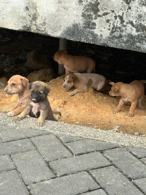 Litter Of 8 Puppies - Mixed Breed Dog