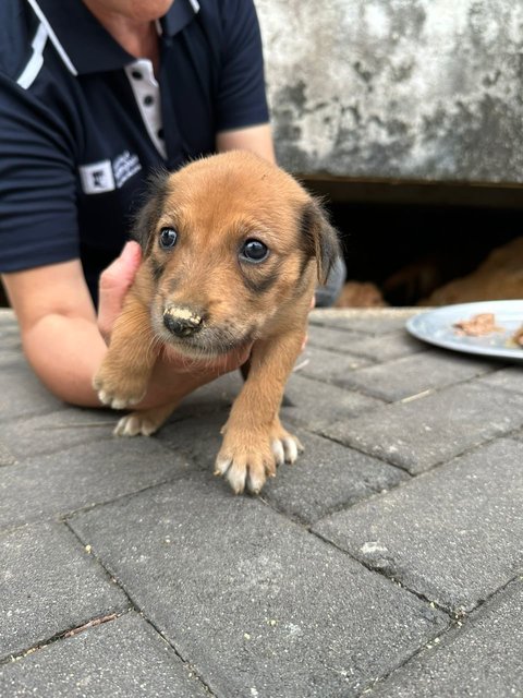 Pompom - Mixed Breed Dog