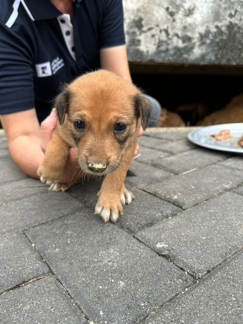 Pompom - Mixed Breed Dog