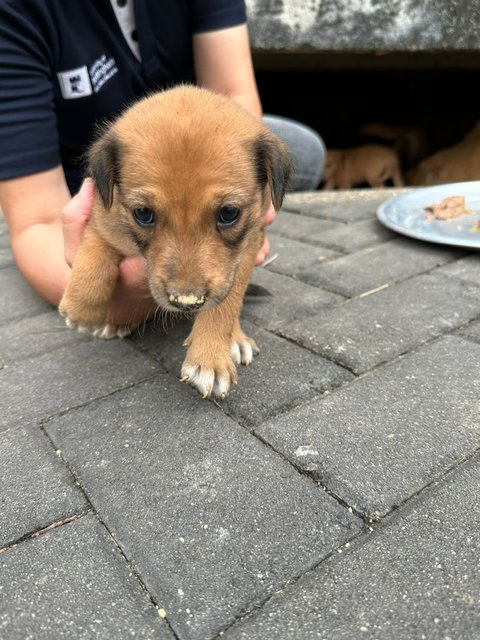 Pompom - Mixed Breed Dog