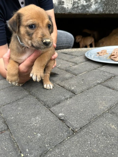 Pompom - Mixed Breed Dog