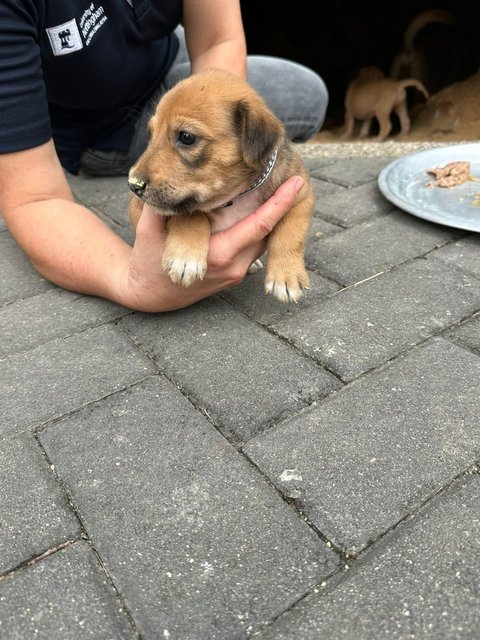 Pompom - Mixed Breed Dog