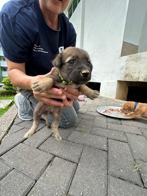 Little Miss Raccoon Bear - Mixed Breed Dog