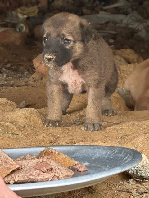 Little Miss Raccoon Bear - Mixed Breed Dog