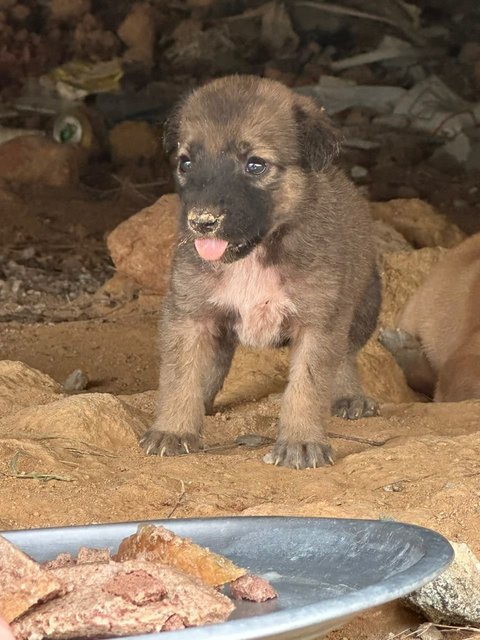 Little Miss Raccoon Bear - Mixed Breed Dog