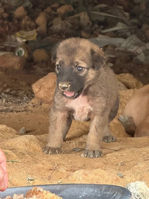 Little Miss Raccoon Bear - Mixed Breed Dog