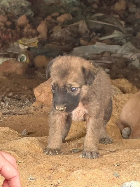 Little Miss Raccoon Bear - Mixed Breed Dog